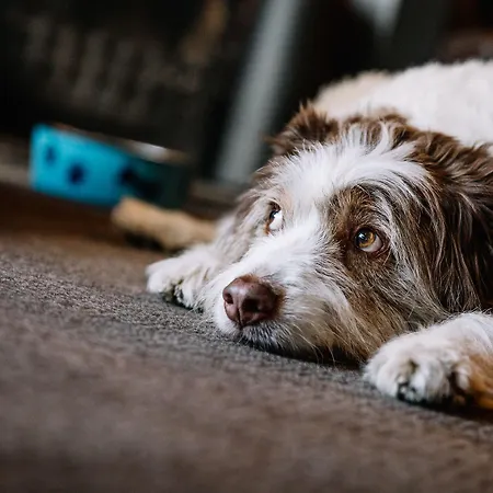 Bed and Breakfast The Howard Arms Μπράμπτον